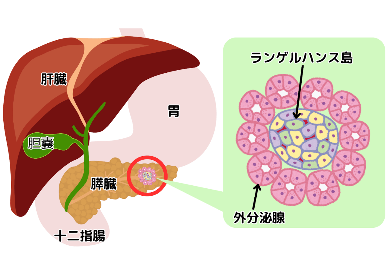 肝臓、胆嚢、膵臓、胃、十二指腸を示したイラスト。膵臓内のランゲルハンス島が赤い円で強調され、右側にランゲルハンス島の拡大図が描かれており、外分泌腺も併せて示されている。