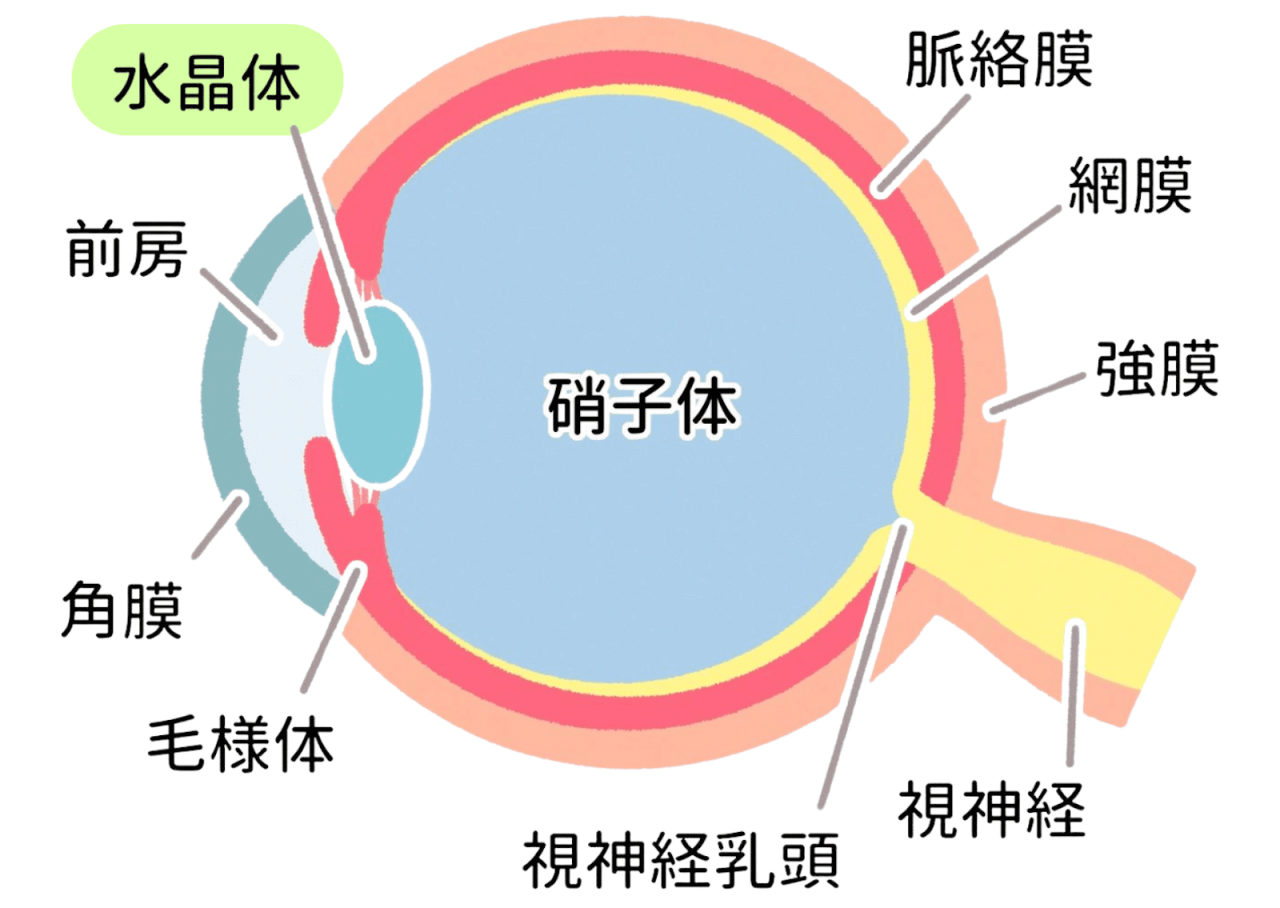 眼球の断面図。水晶体、前房、角膜、毛様体、硝子体、脈絡膜、網膜、強膜、視神経乳頭、視神経がラベル付けされ、それぞれの位置と役割を示しています。