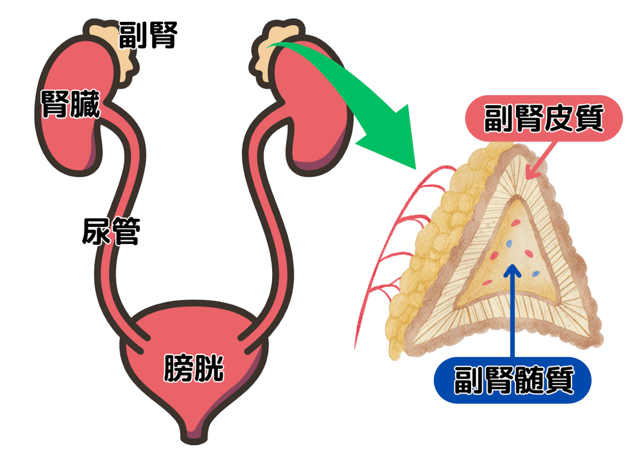 腎臓と副腎の構造図。左側に腎臓、尿管、膀胱の位置が示されており、副腎が腎臓の上に配置されている。右側には副腎の断面図があり、『副腎皮質』と『副腎髄質』が色分けされて詳しく描かれている。