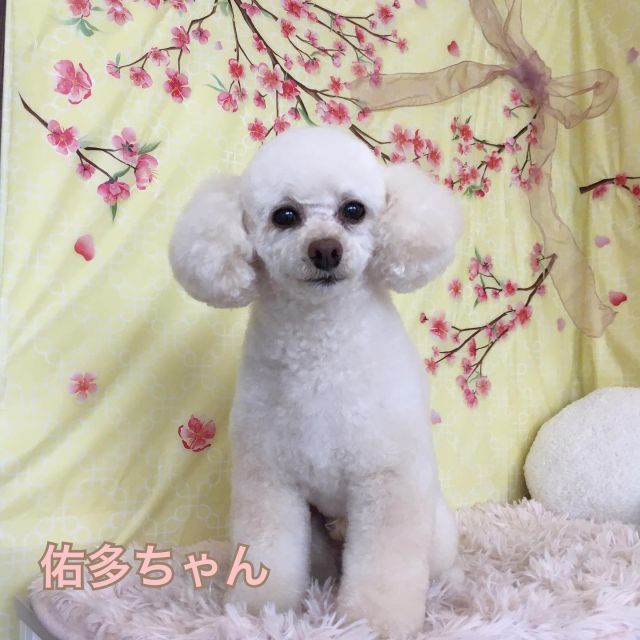 🎀佑多ちゃん🎀ミルクティちゃん🎀あんちゃん🎀カイちゃん🎀セリーヌちゃん🎀ラックちゃん🎀プーちゃん🎀よーちゃん🎀ふうたちゃん

#トイプードル#mix#柴犬#ヨークシャテリア#トリミング#シャンプー#犬#愛知#日進#可愛い#お利口#ふわふわ#🐶#cute#dog#trimming#shampoo