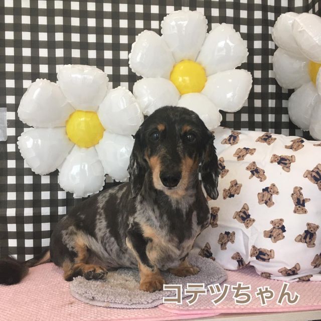 ・
🌼コテツちゃん🌼ルルちゃん🌼くぅちゃん🌼まめちゃん🌼シナモンちゃん🌼マロンちゃん

#ミニチュアダックスフンド#mix#トイプードル#トリミング#シャンプー#犬#愛知#日進#可愛い#お利口#ふわふわ#🐶#cute#dog#trimming#shampoo