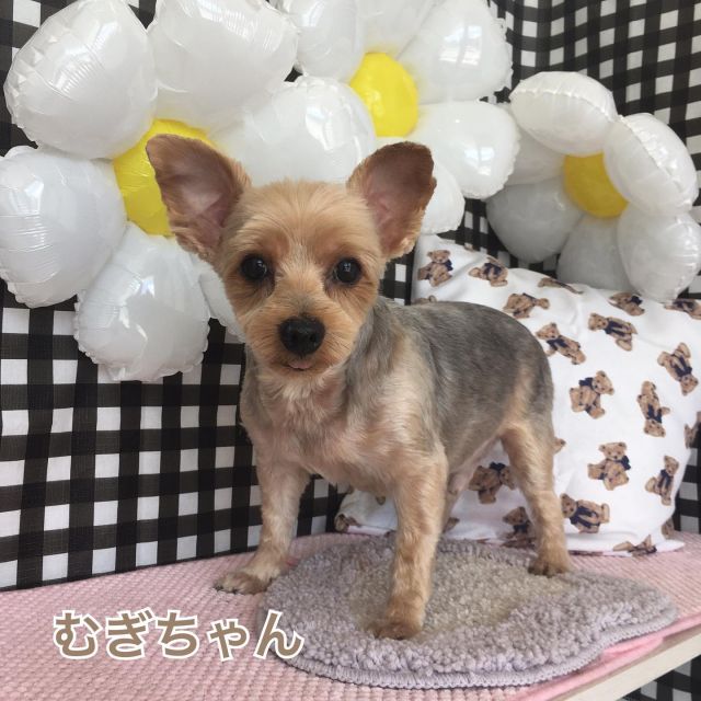 ・
🌼むぎちゃん🌼ジャスミンちゃん🌼アリスちゃん🌼ヒメちゃん🌼ミントちゃん🌼ピィちゃん🌼ふうたちゃん

#ヨークシャテリア#mix#ミニチュアダックスフンド#トイプードル#トリミング#シャンプー#犬#愛知#日進#可愛い#お利口#ふわふわ#🐶#cute#dog#trimming#shampoo