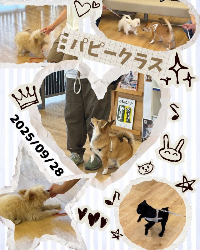 ダイゴペットクリニック名古屋名東院です！9月28日のパピークラスの様子です💕
今回は講義内容は【困った行動を悪化させない】です🐶
「おいで」や「伏せ」を頑張ってくれました✨仔犬ちゃんが集まる機会は少ないと思うのでみんな興味深々でしたね！

次回は10月11日（土）、講義内容は【わんちゃんとの遊び方　ストレスの発散方法】です。わんちゃんとの遊び方に役立つ内容になっておりますのでご参加お待ちしております。

完全予約制ですのでご予約の際はお電話もしくは病院窓口にてお願いします。
☎052-778-9707
まだまだ空きに余裕がございますので、お気軽にお問い合わせください。

#ダイゴペットクリニック　 #動物病院 　#年中無休　#日曜診察　#祝日診察　#名古屋市動物病院　#名東区動物病院　#ヒッコリー　#トリミングサロン　#獣医師　#動物看護師　#トリマー　#名古屋名東院　#パピークラス　#しつけ教室