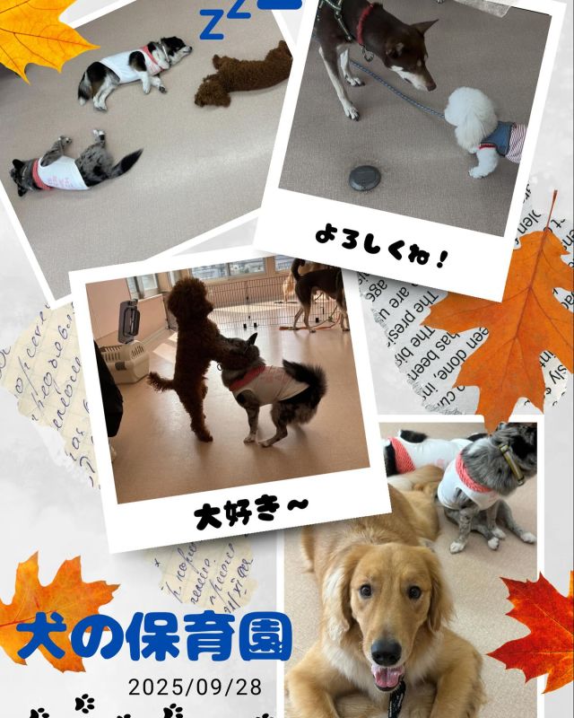 ダイゴペットクリニック豊田中央医療センターです✨
9月28日の犬の保育園の様子です🐶

今回は7組のワンちゃんたちが参加してくれました！
初めて参加してくれた子も楽しく遊んでくれました💕
また、休憩のときはみんな川の字になって寝てました💤

🗓️スケジュール
🕙お預かり10:00〜11:00
🕛フリータイム・休憩・お手入れ練習（タッチング）11:00
🕓お迎え16:00〜17:00
