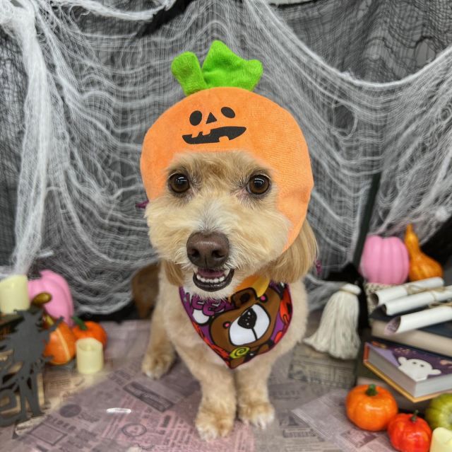🎃🎃🎃

🧛‍♂️はなちゃん
🧛‍♂️シエルくん
🧛‍♂️モコちゃん
🧛‍♂️びーくん
🧛‍♂️ココちゃん
🧛‍♂️チョコくん
🧛‍♂️サラサちゃん

#ペットサロンリアン
#ダイゴペットクリニック併設サロン
#豊田市#松ヶ枝町#トリミングサロン
#シャンプー#さっぱり
#炭酸泉#マイクロバブル
#トリートメント#肉球クリーム
#お利口さんでした💮 
#いぬすきさんと繋がりたい🐶 
#いぬすたぐらむ