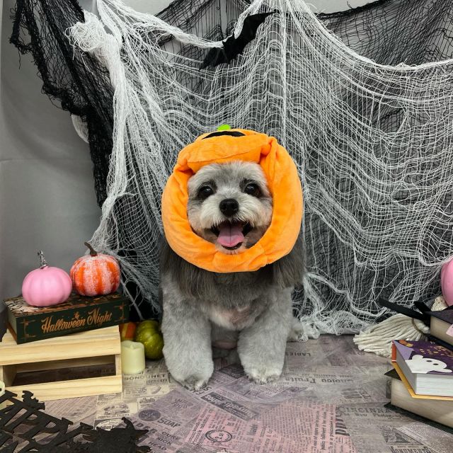 🎃🎃🎃

🍭ラミーちゃん
🍭ルナちゃん＆テオくん
🍭フランくん
🍭ちょこちゃん
🍭天晴くん

#ペットサロンリアン
#ダイゴペットクリニック併設サロン
#豊田市#松ヶ枝町#トリミングサロン
#シャンプー#さっぱり
#炭酸泉#マイクロバブル
#トリートメント#肉球クリーム
#お利口さんでした💮 
#いぬすきさんと繋がりたい🐶 
#いぬすたぐらむ