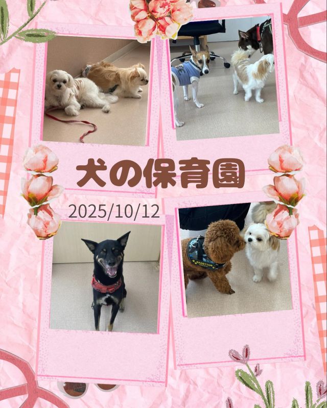 ダイゴペットクリニック豊田中央医療センターです☀️
10月12日の犬の保育園の様子です🐶

今回は8組のワンちゃんたちが参加してくれました！みんな楽しく遊んでいましたね🐾

🗓️スケジュール
🕙お預かり10:00〜11:00
🕛フリータイム・休憩・お手入れ練習（タッチング）11:00
🕓お迎え16:00〜17:00