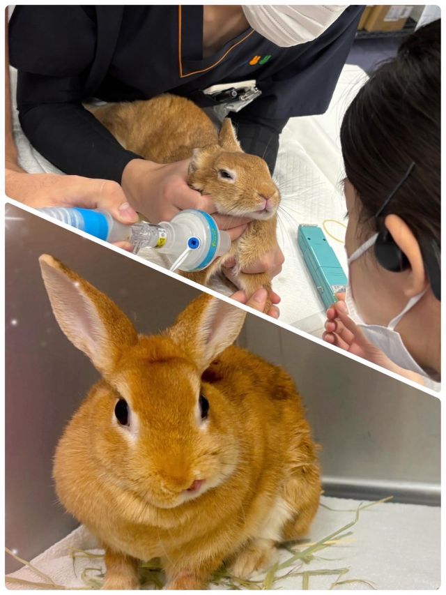 ウサギはとてもデリケートな動物で、ストレスやホルモンの影響で子宮疾患が起こりやすいといわれています。
特に中高齢のメスでは、子宮腺癌などの病気を予防するために若いうちの避妊手術がおすすめです。

今回はウサギさんの避妊手術を行いました。
麻酔管理も安定し、無事に手術を終えることができました。
よくがんばりましたね。お大事にどうぞ🐇✨

ダイゴペットクリニックでは、犬や猫はもちろん、ウサギなどのエキゾチックアニマルの診察・手術も行っています。
気になることやお困りごとがありましたら、どうぞお気軽にお問い合わせください。
※エキゾチック診療は日によって対応できない日もございますので、まずはお電話でお気軽にお問い合わせください。
#ダイゴペットクリニック#エキゾチック#うさぎ#うさぎ避妊手術 #豊田市 #動物病院