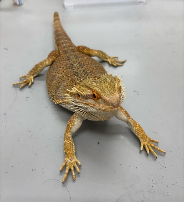 フトアゴヒゲトカゲはオーストラリア原産で、日光浴が大好きなトカゲさんです。
カルシウム不足や紫外線不足になると「くる病」を起こすことがあります。
ビビさんも軽度のくる病が疑われましたが、食事とCa剤の添加でとても元気になりました！
よかったですね。お大事になさってください。
ダイゴペットクリニックでは、犬や猫はもちろん、フトアゴヒゲトカゲなどエキゾチックアニマルの診察も行っています。
気になることやお困りごとがありましたら、どうぞお気軽にお問い合わせください。
※エキゾチック診療は日によって対応できない日もございますので、まずはお電話でお問い合わせください。

#豊田市 #動物病院 #animalhospital #エキゾチックペット #フトアゴヒゲトカゲ #爬虫類好き