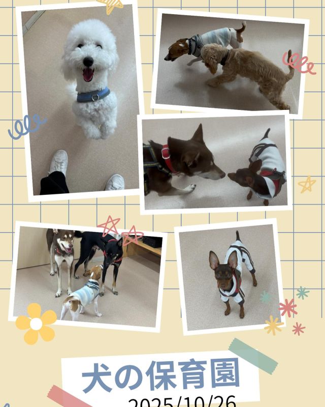 ダイゴペットクリニック豊田中央医療センターです🌼
10月26日の犬の保育園の様子です🐶

今回は6組のワンちゃんたちが参加してくれました！みんな楽しく遊んでいましたね💖

🗓️スケジュール
🕙お預かり10:00〜11:00
🕛フリータイム・休憩・お手入れ練習（タッチング）11:00〜
🕓お迎え16:00〜17:00
