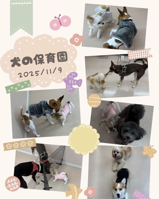 ダイゴペットクリニック豊田中央医療センターです⭐️
11月9日の犬の保育園の様子です💕

今回は8組のワンちゃんたちが参加してくれました！
初参加の仔犬のこむぎちゃん、最初は緊張してましたが徐々に慣れてくれましたね☘️同じく初参加のノワールちゃんは元気いっぱいでした🐶

🗓️スケジュール
🕙お預かり10:00〜11:00
🕛フリータイム・休憩・お手入れ練習（タッチング）11:00〜
🕓お迎え16:00〜17:00

#いぬすたぐらむ　#いぬのきもち　#犬のいる生活
#ダイゴペットクリニック