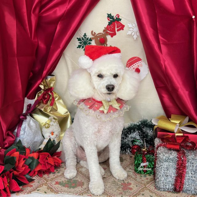 🦌🦌🦌

🛷こっぺくん
🛷ゆずちゃん
🛷CLOOくん
🛷ジャックくん＆ルイちゃん
🛷バズくん

#ペットサロンリアン
#ダイゴペットクリニック併設サロン
#豊田市#松ヶ枝町#トリミングサロン
#シャンプー#さっぱり
#炭酸泉#マイクロバブル
#トリートメント#肉球クリーム
#お利口さんでした💮 
#いぬすきさんと繋がりたい🐶 
#いぬすたぐらむ