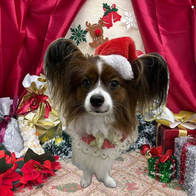 🍾🍾🍾

🍗ベルくん＆めろちゃん
🍗ミロちゃん
🍗テンくん＆ラテちゃん
🍗ミユちゃん

#ペットサロンリアン
#ダイゴペットクリニック併設サロン
#豊田市#松ヶ枝町#トリミングサロン
#シャンプー#さっぱり
#炭酸泉#マイクロバブル
#トリートメント#肉球クリーム
#お利口さんでした💮 
#いぬすきさんと繋がりたい🐶 
#いぬすたぐらむ