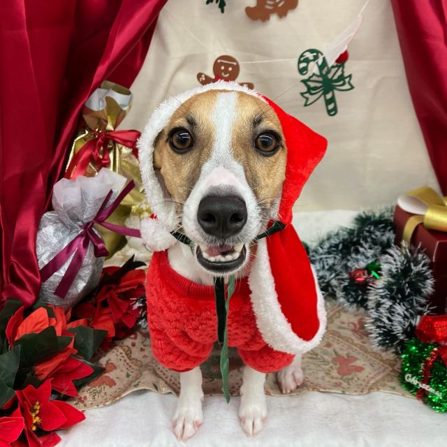 🎄🎄🎄

🎅ミクくん
🎅ハナちゃん
🎅ここあくん
🎅覇王丸くん
🎅ポン太くん
🎅由真ちゃん
🎅花小町ちゃん

#ペットサロンリアン
#ダイゴペットクリニック併設サロン
#豊田市#松ヶ枝町#トリミングサロン
#シャンプー#さっぱり
#炭酸泉#マイクロバブル
#トリートメント#肉球クリーム
#お利口さんでした💮 
#いぬすきさんと繋がりたい🐶 
#いぬすたぐらむ