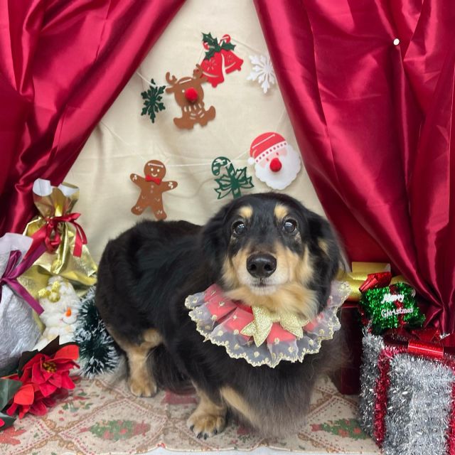 🎅🎅🎅

🐾チーズくん＆レアくん
🐾もぐちゃん
🐾ベルちゃん
🐾チーズくん
🐾モカくん
🐾ぽぽちゃん
🐾福くん

#ペットサロンリアン
#ダイゴペットクリニック併設サロン
#豊田市#松ヶ枝町#トリミングサロン
#シャンプー#さっぱり
#炭酸泉#マイクロバブル
#トリートメント#肉球クリーム
#お利口さんでした💮 
#いぬすきさんと繋がりたい🐶 
#いぬすたぐらむ