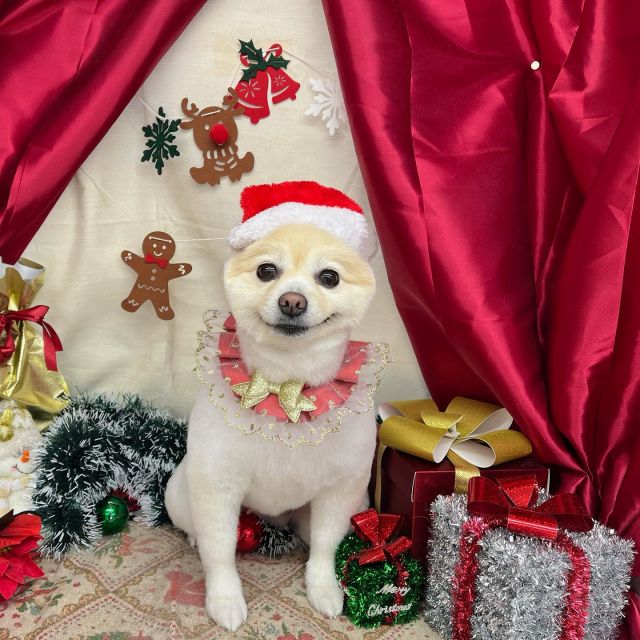 🎅🎅🎅

🎄ラムちゃん
🎄桜ちゃん
🎄陽菜ちゃん
🎄ヴェルカくん
🎄さゆちゃん

#ペットサロンリアン
#ダイゴペットクリニック併設サロン
#豊田市#松ヶ枝町#トリミングサロン
#シャンプー#さっぱり
#炭酸泉#マイクロバブル
#トリートメント#肉球クリーム
#お利口さんでした💮 
#いぬすきさんと繋がりたい🐶 
#いぬすたぐらむ