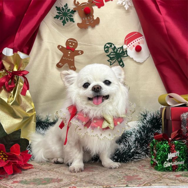 🎄🎄🎄

🍰レオくん
🍰プリンくん
🍰チョコちゃん
🍰ちくわちゃん＆わたあめくん
🍰じゅらくん
🍰まるちゃん
🍰ラヴィちゃん

#ペットサロンリアン
#ダイゴペットクリニック併設サロン
#豊田市#松ヶ枝町#トリミングサロン
#シャンプー#さっぱり
#炭酸泉#マイクロバブル
#トリートメント#肉球クリーム
#お利口さんでした💮 
#いぬすきさんと繋がりたい🐶 
#いぬすたぐらむ