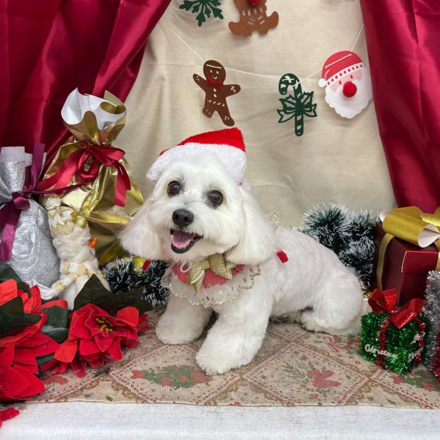 🍾🍾🍾

🍗きなこちゃん
🍗レオくん
🍗まるくん
🍗シュラくん
🍗アロアちゃん
🍗モモちゃん

#ペットサロンリアン
#ダイゴペットクリニック併設サロン
#豊田市#松ヶ枝町#トリミングサロン
#シャンプー#さっぱり
#炭酸泉#マイクロバブル
#トリートメント#肉球クリーム
#お利口さんでした💮 
#いぬすきさんと繋がりたい🐶 
#いぬすたぐらむ