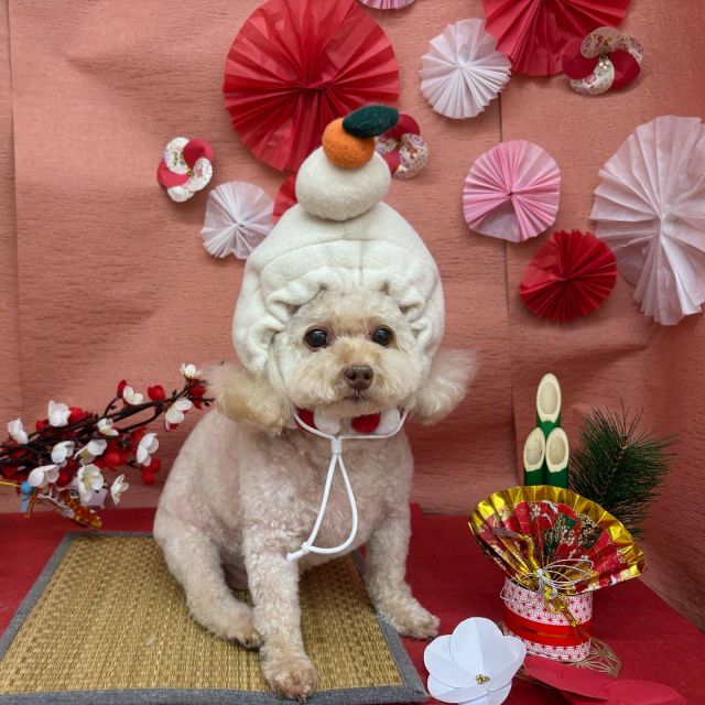 🍊🍊🍊

🧤ぷりんちゃん
🧤ショコラちゃん
🧤めるちゃん
🧤チロルちゃん
🧤モモちゃん
🧤メルティーちゃん

#ペットサロンリアン
#ダイゴペットクリニック併設サロン
#豊田市#松ヶ枝町#トリミングサロン
#シャンプー#さっぱり
#炭酸泉#マイクロバブル
#トリートメント#肉球クリーム
#お利口さんでした💮 
#いぬすきさんと繋がりたい🐶 
#いぬすたぐらむ