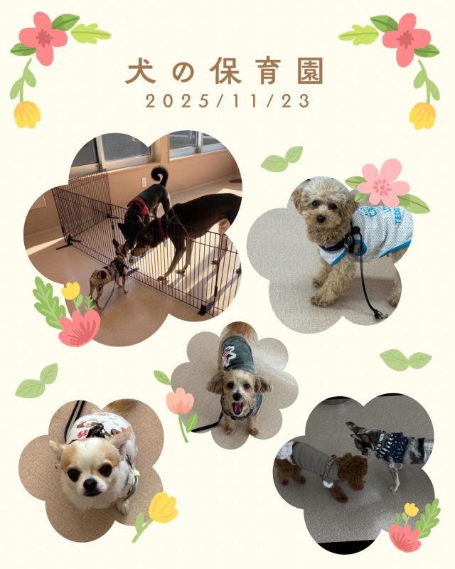 ダイゴペットクリニック豊田中央医療センターです✨
11月23日の犬の保育園の様子です🎵

今回は8組のワンちゃんたちが参加してくれました！
初参加の子達は少し緊張💦がありましたが少しずつコミュニケーションをとってくれていました☘️

🗓️スケジュール
🕙お預かり10:00〜11:00
🕛フリータイム・休憩・お手入れ練習（タッチング）11:00〜
🕓お迎え16:00〜17:00

#いぬすたぐらむ　#いぬのきもち　#犬のいる生活　
#ダイゴペットクリニック
