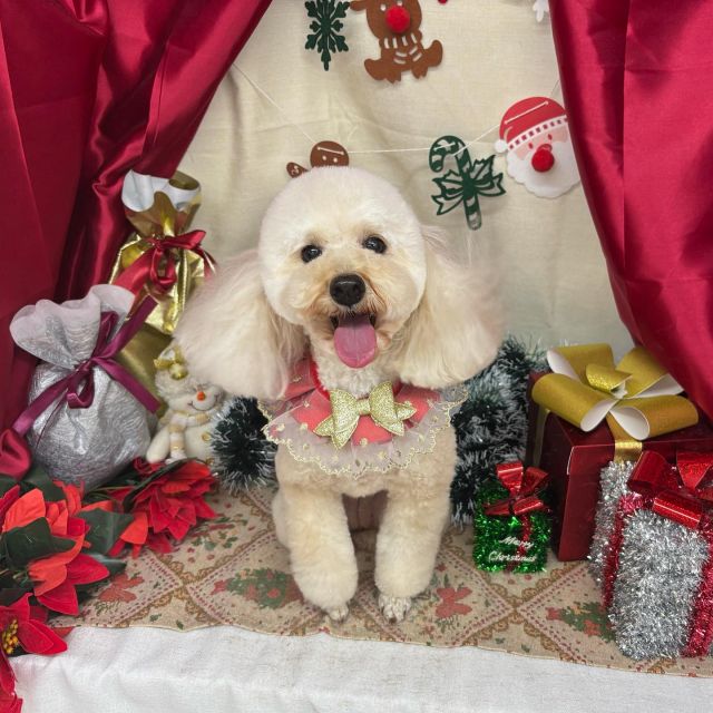 🎅🎅🎅

🎄くうちゃん
🎄ナナちゃん＆ノアちゃん
🎄ライムちゃん
🎄チェルシーくん
🎄マロンちゃん

#ペットサロンリアン
#ダイゴペットクリニック併設サロン
#豊田市#松ヶ枝町#トリミングサロン
#シャンプー#さっぱり
#炭酸泉#マイクロバブル
#トリートメント#肉球クリーム
#お利口さんでした💮 
#いぬすきさんと繋がりたい🐶 
#いぬすたぐらむ