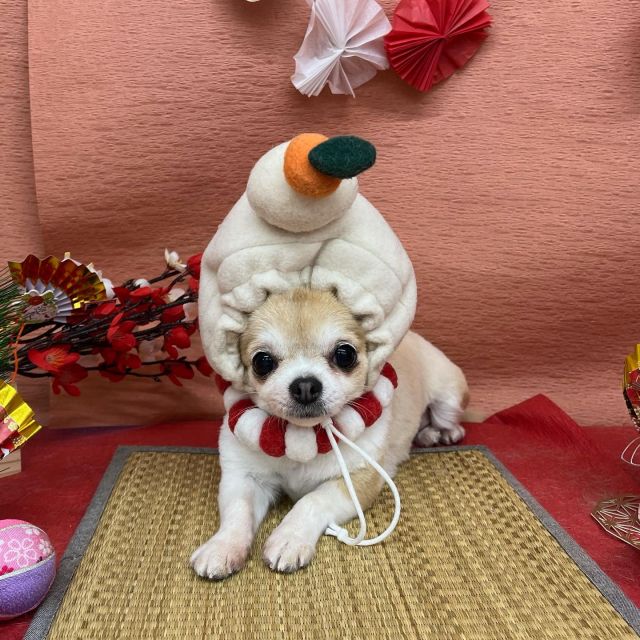 🎍🎍🎍

🍊メルちゃん＆ラックくん
🍊ももちゃん
🍊虎太郎くん
🍊ゴローくん
🍊ちくわちゃん＆わたあめくん
🍊大吉くん