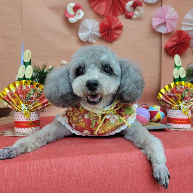 🍱🍱🍱

🐾銀くん
🐾くうくん
🐾ミルクちゃん
🐾ひじきちゃん＆ロイくん
🐾ジュンコちゃん

#ペットサロンリアン
#ダイゴペットクリニック併設サロン
#豊田市#松ヶ枝町#トリミングサロン
#シャンプー#さっぱり
#炭酸泉#マイクロバブル
#トリートメント#肉球クリーム
#お利口さんでした💮 
#いぬすきさんと繋がりたい🐶 
#いぬすたぐらむ