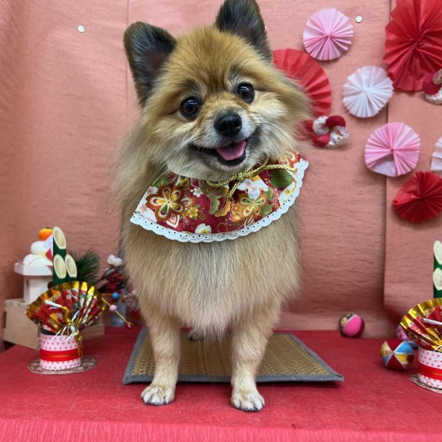 🍱🍱🍱

🐾蘭丸くん
🐾なな子ちゃん
🐾空くん
🐾マロンくん
🐾なっつちゃん

#ペットサロンリアン
#ダイゴペットクリニック併設サロン
#豊田市#松ヶ枝町#トリミングサロン
#シャンプー#さっぱり
#炭酸泉#マイクロバブル
#トリートメント#肉球クリーム
#お利口さんでした💮 
#いぬすきさんと繋がりたい🐶 
#いぬすたぐらむ