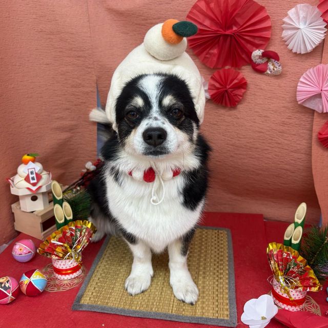 🥢🥢🥢

🍣クロちゃん＆ゴマちゃん
🍣こむぎちゃん
🍣マナちゃん
🍣リリーちゃん
🍣ハリーくん
🍣モモちゃん
🍣福くん

#ペットサロンリアン
#ダイゴペットクリニック併設サロン
#豊田市#松ヶ枝町#トリミングサロン
#シャンプー#さっぱり
#炭酸泉#マイクロバブル
#トリートメント#肉球クリーム
#お利口さんでした💮 
#いぬすきさんと繋がりたい🐶 
#いぬすたぐらむ