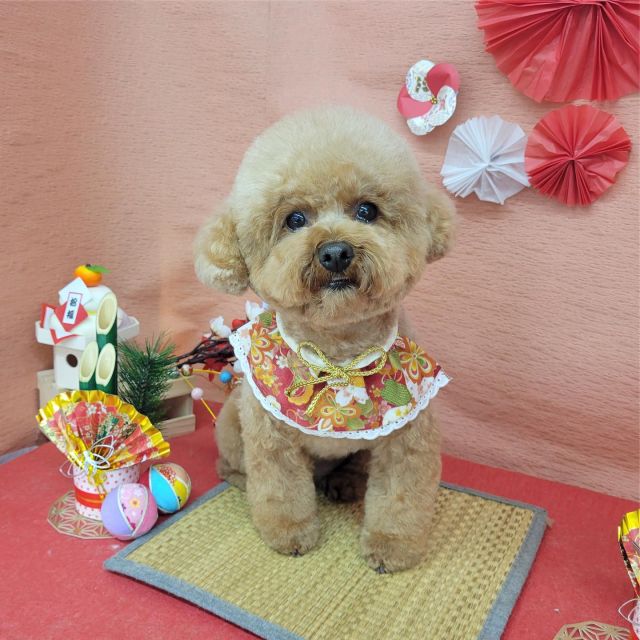 🎍🎍🎍

🧧ちょこちゃん
🧧フランくん
🧧ここくん
🧧シェリーちゃん
🧧KOKOちゃん
🧧豆蔵くん
🧧つくしくん

#ペットサロンリアン
#ダイゴペットクリニック併設サロン
#豊田市#松ヶ枝町#トリミングサロン
#シャンプー#さっぱり
#炭酸泉#マイクロバブル
#トリートメント#肉球クリーム
#お利口さんでした💮 
#いぬすきさんと繋がりたい🐶 
#いぬすたぐらむ