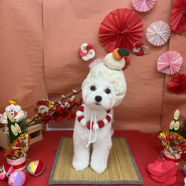 🎍🎍🎍

🍊天ちゃん
🍊ココちゃん
🍊enちゃん
🍊ぷう太くん
🍊レナちゃん
🍊虎太郎くん
🍊華ちゃん
🍊ココちゃん

#ペットサロンリアン
#ダイゴペットクリニック併設サロン
#豊田市#松ヶ枝町#トリミングサロン
#シャンプー#さっぱり
#炭酸泉#マイクロバブル
#トリートメント#肉球クリーム
#お利口さんでした💮 
#いぬすきさんと繋がりたい🐶 
#いぬすたぐらむ