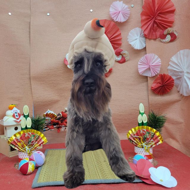 🎍🎍🎍

🍊ロックくん＆アポロくん
🍊CLOOくん
🍊チョコちゃん
🍊アロくん＆ココちゃん
🍊クロスケくん
🍊花ちゃん