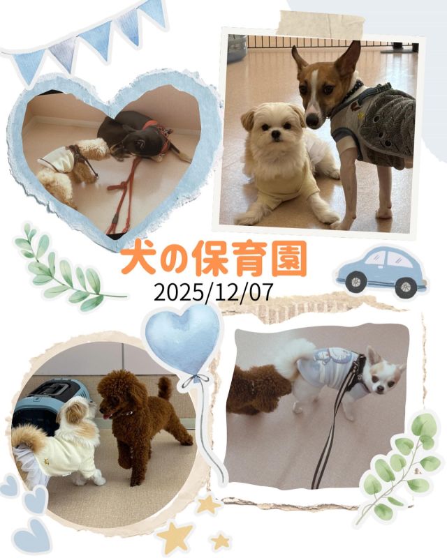 ダイゴペットクリニック豊田中央医療センターです☀️
12月7日の犬の保育園の様子です☘️

今回は7組のワンちゃんたちが参加してくれました！
久しぶりに来たトイプードルのまるちゃんは終始楽しそうでしたね💕

🗓️スケジュール
🕙お預かり10:00〜11:00
🕛フリータイム・休憩・お手入れ練習（タッチング）11:00〜
🕓お迎え16:00〜17:00

#いぬすたぐらむ  #いぬのきもち　#犬のいる生活　#ダイゴペットクリニック
