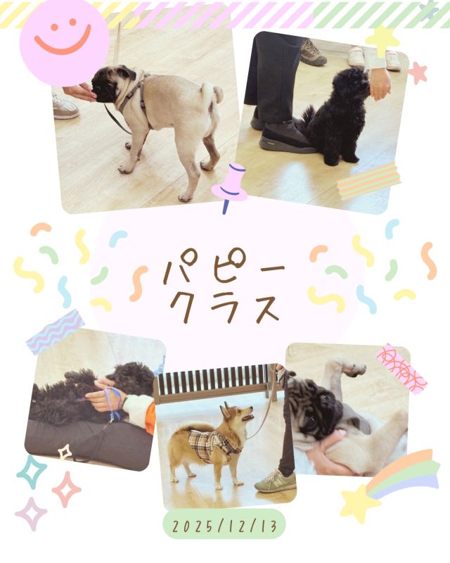 ダイゴペットクリニック名古屋名東院です！12月13日のパピークラスの様子です💕
今回は講義内容は【わんちゃんの成長ステージにおけるしつけ】です🐶
仔犬ちゃんがどのような過程で成長するかまた、仔犬ちゃんのときにやっておいた方がいいトレーニングを学びました✨頑張ってくれていましたね🍀

完全予約制ですのでご予約の際はお電話もしくは病院窓口にてお願いします。
☎052-778-9707

#ダイゴペットクリニック　 #動物病院 　#年中無休　#日曜診察　#祝日診察　#名古屋市動物病院　#名東区動物病院　#ヒッコリー　#トリミングサロン　#獣医師　#動物看護師　#トリマー　#名古屋名東院　#パピークラス　#しつけ教室