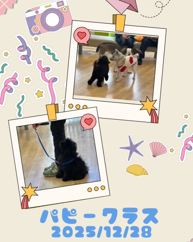 ダイゴペットクリニック名古屋名東院です！12月28日のパピークラスの様子です💕
今回は講義内容は【わんちゃんとの遊び方、ストレスの発散方法】です🐶
わんちゃん同士のコミュニケーションについて学んでいきました。仔犬ちゃん同士で遊ぶ経験はなかなかできないので
皆さん楽しそうでしたね✨

#ダイゴペットクリニック　 #動物病院 　#年中無休　#日曜診察　#祝日診察　#名古屋市動物病院　#名東区動物病院　#ヒッコリー　#トリミングサロン　#獣医師　#動物看護師　#トリマー　#名古屋名東院　#パピークラス　#しつけ教室