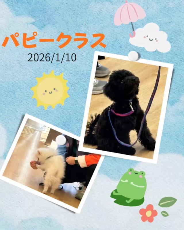 ダイゴペットクリニック名古屋名東院です！1月10日のパピークラスの様子です💕
今回は講義内容は【お散歩のポイント】です🐶
お散歩の時に気をつけることやコツについて学んでいきました。上手にレッスンこなしてくれました✨

次回は1月20日（火）、講義内容は【わんちゃんの成長ステージにおけるしつけ】です。これから仔犬ちゃんの時期にに必要なしつけを学んでいきます。役立つ内容になっておりますのでご参加お待ちしております。

完全予約制ですのでご予約の際はお電話もしくは病院窓口にてお願いします。
☎052-778-9707
まだまだ空きに余裕がございますので、お気軽にお問い合わせください。

#ダイゴペットクリニック　 #動物病院 　#年中無休　#日曜診察　#祝日診察　#名古屋市動物病院　#名東区動物病院　#ヒッコリー　#トリミングサロン　#獣医師　#動物看護師　#トリマー　#名古屋名東院　#パピークラス　#しつけ教室