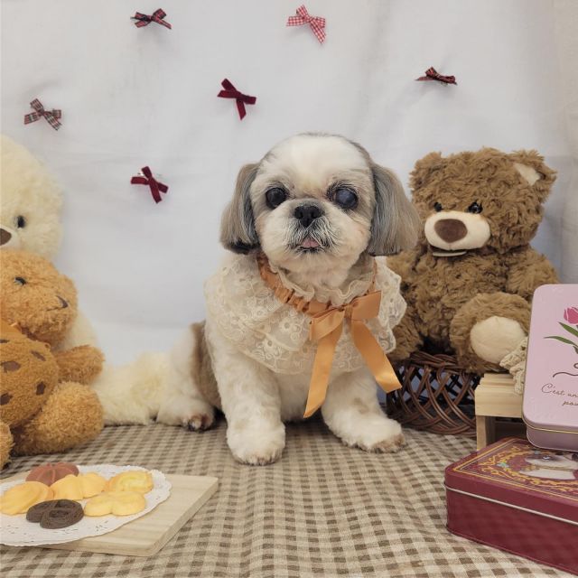 🐻🐻🐻

🧤つみれちゃん＆つきみちゃん
🧤エディーくん
🧤愛太くん

#ペットサロンリアン
#ダイゴペットクリニック併設サロン
#豊田市#松ヶ枝町#トリミングサロン
#シャンプー#さっぱり
#炭酸泉#マイクロバブル
#トリートメント#肉球クリーム
#お利口さんでした💮 
#いぬすきさんと繋がりたい🐶 
#いぬすたぐらむ