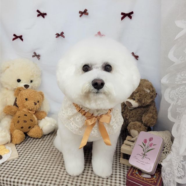 🧸🧸🧸

🎀モモちゃん
🎀ここあちゃん
🎀花小町ちゃん
🎀ナッツくん
🎀ゴローくん
🎀KOKOちゃん
🎀はなちゃん＆雅紀くん
🎀ターボくん
🎀レオくん

#ペットサロンリアン
#ダイゴペットクリニック併設サロン
#豊田市#松ヶ枝町#トリミングサロン
#シャンプー#さっぱり
#炭酸泉#マイクロバブル
#トリートメント#肉球クリーム
#お利口さんでした💮 
#いぬすきさんと繋がりたい🐶 
#いぬすたぐらむ