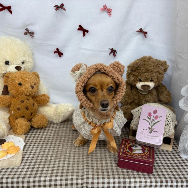 🍪🍪🍪

🧸ぽんずちゃん
🧸けいくん
🧸ランちゃん
🧸もこちゃん
🧸くぅちゃん
🧸風くん＆雷くん
🧸ボスくん

#ペットサロンリアン
#ダイゴペットクリニック併設サロン
#豊田市#松ヶ枝町#トリミングサロン
#シャンプー#さっぱり
#炭酸泉#マイクロバブル
#トリートメント#肉球クリーム
#お利口さんでした💮 
#いぬすきさんと繋がりたい🐶 
#いぬすたぐらむ