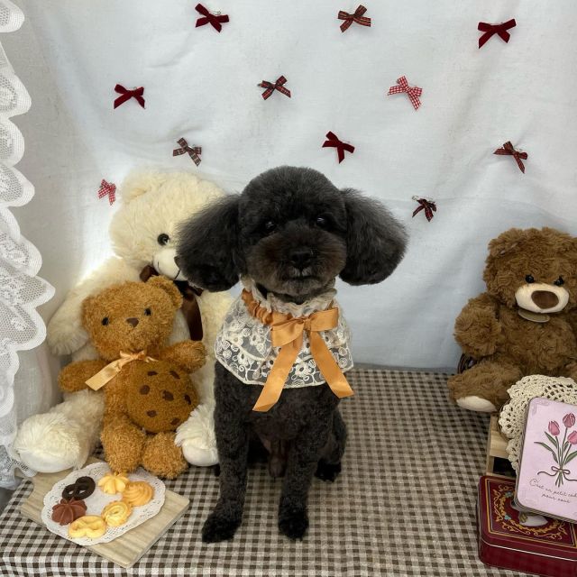 🐾🐾🐾

🎀れんくん
🎀モモちゃん
🎀ショコラちゃん
🎀リリーちゃん

#ペットサロンリアン
#ダイゴペットクリニック併設サロン
#豊田市#松ヶ枝町#トリミングサロン
#シャンプー#さっぱり
#炭酸泉#マイクロバブル
#トリートメント#肉球クリーム
#お利口さんでした💮 
#いぬすきさんと繋がりたい🐶 
#いぬすたぐらむ