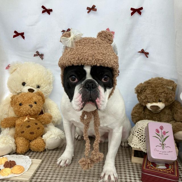 🍪🍪🍪

🧸虎太郎くん
🧸まるくん
🧸小鉄くん
🧸メルティーちゃん＆チェルシーちゃん＆ミルキーちゃん

#ペットサロンリアン
#ダイゴペットクリニック併設サロン
#豊田市#松ヶ枝町#トリミングサロン
#シャンプー#さっぱり
#炭酸泉#マイクロバブル
#トリートメント#肉球クリーム
#お利口さんでした💮 
#いぬすきさんと繋がりたい🐶 
#いぬすたぐらむ