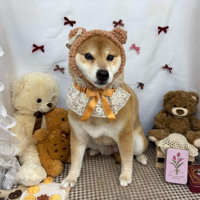 🍪🍪🍪

☕️桜ちゃん
☕️モコくん
☕️バロンくん
☕️ラテくん
☕️はなちゃん
☕️ルナちゃん
☕️レオくん

#ペットサロンリアン
#ダイゴペットクリニック併設サロン
#豊田市#松ヶ枝町#トリミングサロン
#シャンプー#さっぱり
#炭酸泉#マイクロバブル
#トリートメント#肉球クリーム
#お利口さんでした💮 
#いぬすきさんと繋がりたい🐶 
#いぬすたぐらむ