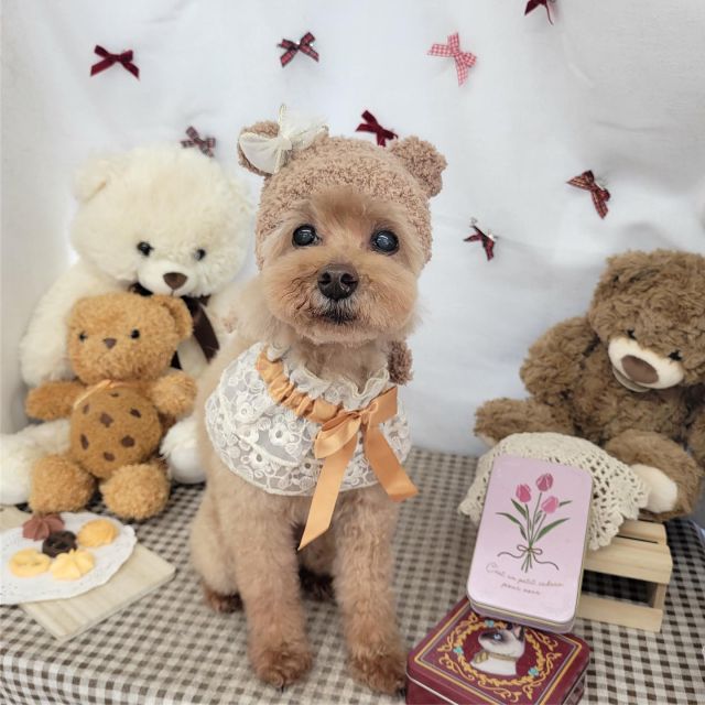 🐻🐻🐻

🐾アロアちゃん
🐾テンくん＆ラテちゃん
🐾ミユちゃん
🐾きなこちゃん
🐾ティアくん
🐾シエルくん＆プランちゃん
🐾こはるちゃん

#ペットサロンリアン
#ダイゴペットクリニック併設サロン
#豊田市#松ヶ枝町#トリミングサロン
#シャンプー#さっぱり
#炭酸泉#マイクロバブル
#トリートメント#肉球クリーム
#お利口さんでした💮 
#いぬすきさんと繋がりたい🐶 
#いぬすたぐらむ