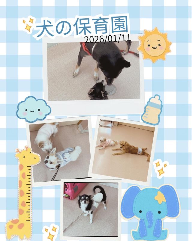 ダイゴペットクリニック豊田中央医療センターです⭐️
1月11日の犬の保育園の様子です☘️

今回は6組のわんちゃんたちが参加してくれました！
初めての子も楽しく遊んでくれていましたね💕

🗓️スケジュール
🕙お預かり10:00〜11:00
🕛フリータイム・休憩・お手入れ練習（タッチング）11:00〜
🕓お迎え16:00〜17:00

#いぬすたぐらむ　#いぬのきもち　#犬のいる生活　#ダイゴペットクリニック