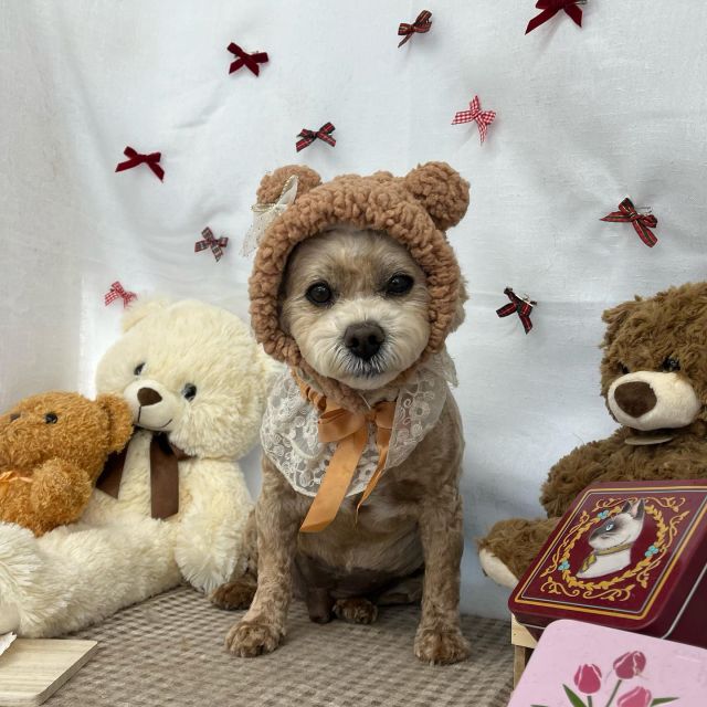 🍪🍪🍪

🐻プリンくん
🐻レオくん
🐻ここちゃん
🐻空くん
🐻小虎くん＆かぐらくん
🐻ななちゃん

#ペットサロンリアン
#ダイゴペットクリニック併設サロン
#豊田市#松ヶ枝町#トリミングサロン
#シャンプー#さっぱり
#炭酸泉#マイクロバブル
#トリートメント#肉球クリーム
#お利口さんでした💮 
#いぬすきさんと繋がりたい🐶 
#いぬすたぐらむ