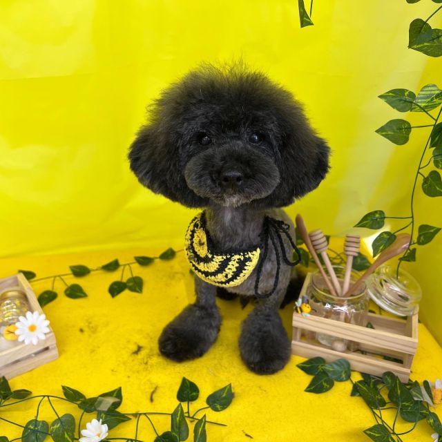 🧡🧡🧡

🍯トノくん
🍯ななちゃん
🍯わたあめくん＆ちくわちゃん
🍯ココちゃん＆モモちゃん
🍯モカちゃん
🍯ノアちゃん＆ナナちゃん

#ペットサロンリアン
#ダイゴペットクリニック併設サロン
#豊田市#松ヶ枝町#トリミングサロン
#シャンプー#さっぱり
#炭酸泉#マイクロバブル
#トリートメント#肉球クリーム
#お利口さんでした💮 
#いぬすきさんと繋がりたい🐶 
#いぬすたぐらむ