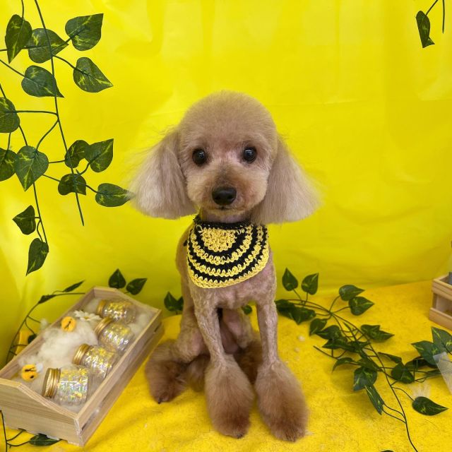 🐝🐝🐝

🍃亜月くん
🍃天ちゃん
🍃なっつちゃん
🍃花小町ちゃん
🍃クロスケくん

#ペットサロンリアン
#ダイゴペットクリニック併設サロン
#豊田市#松ヶ枝町#トリミングサロン
#シャンプー#さっぱり
#炭酸泉#マイクロバブル
#トリートメント#肉球クリーム
#お利口さんでした💮 
#いぬすきさんと繋がりたい🐶 
#いぬすたぐらむ