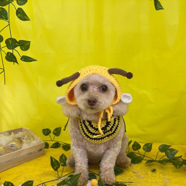 🧡🧡🧡

🍯ぷりんちゃん
🍯ポッキーくん
🍯ハリーくん
🍯モモちゃん
🍯ショコラちゃん

#ペットサロンリアン
#ダイゴペットクリニック併設サロン
#豊田市#松ヶ枝町#トリミングサロン
#シャンプー#さっぱり
#炭酸泉#マイクロバブル
#トリートメント#肉球クリーム
#お利口さんでした💮 
#いぬすきさんと繋がりたい🐶 
#いぬすたぐらむ