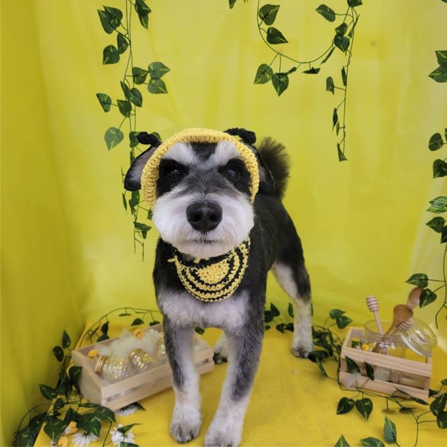 🐝🐝🐝

🐾ロイくん＆ひじきちゃん
🐾くうくん
🐾ミルクちゃん
🐾ベアくん
🐾ここくん

#ペットサロンリアン
#ダイゴペットクリニック併設サロン
#豊田市#松ヶ枝町#トリミングサロン
#シャンプー#さっぱり
#炭酸泉#マイクロバブル
#トリートメント#肉球クリーム
#お利口さんでした💮 
#いぬすきさんと繋がりたい🐶 
#いぬすたぐらむ