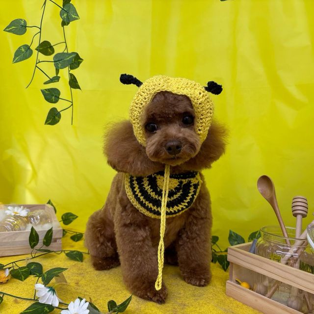 🐝🐝🐝

🍯ちょこちゃん
🍯ミクくん
🍯しろちゃん
🍯まるくん
🍯ムックくん
🍯マナちゃん

#ペットサロンリアン
#ダイゴペットクリニック併設サロン
#豊田市#松ヶ枝町#トリミングサロン
#シャンプー#さっぱり
#炭酸泉#マイクロバブル
#トリートメント#肉球クリーム
#お利口さんでした💮 
#いぬすきさんと繋がりたい🐶 
#いぬすたぐらむ